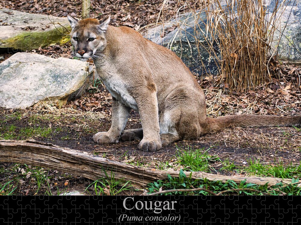 Class Room Posters Jigsaw Puzzle featuring the digital art sitting Cougar by Flees Photos