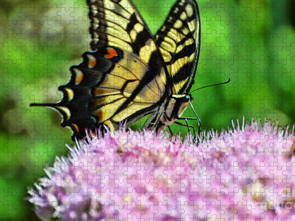 Butterfly Jigsaw Puzzle featuring the photograph Sitting Pretty by Judy Wolinsky