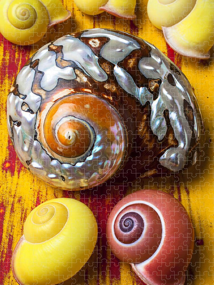 Six Jigsaw Puzzle featuring the photograph Six snails shells by Garry Gay