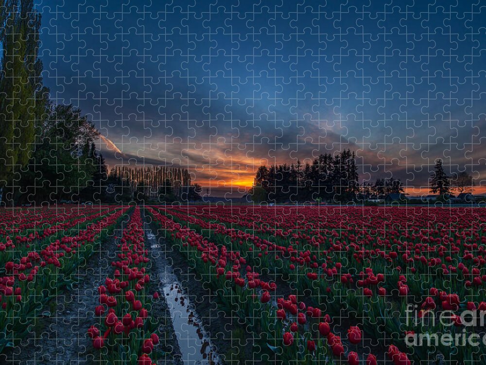 Tulip Fields Jigsaw Puzzle featuring the photograph Skagit Valley Evenings Close by Mike Reid