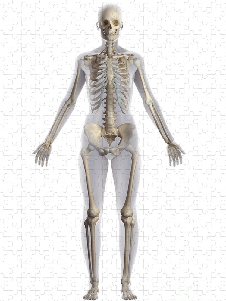 3d Model Jigsaw Puzzle featuring the photograph Skeletal Anatomy Female by Science Picture Co