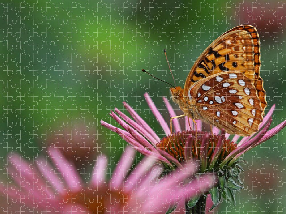 Butterfly Jigsaw Puzzle featuring the photograph Skipper on Coneflower by Juergen Roth