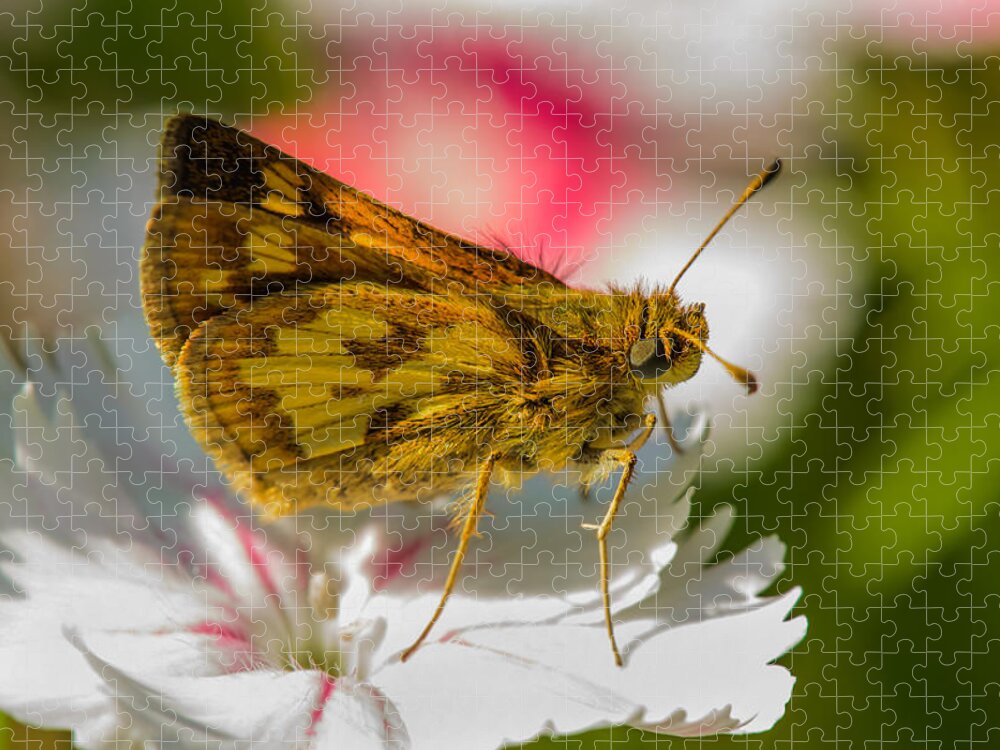 Nature Jigsaw Puzzle featuring the photograph Skipper by Robert Mitchell