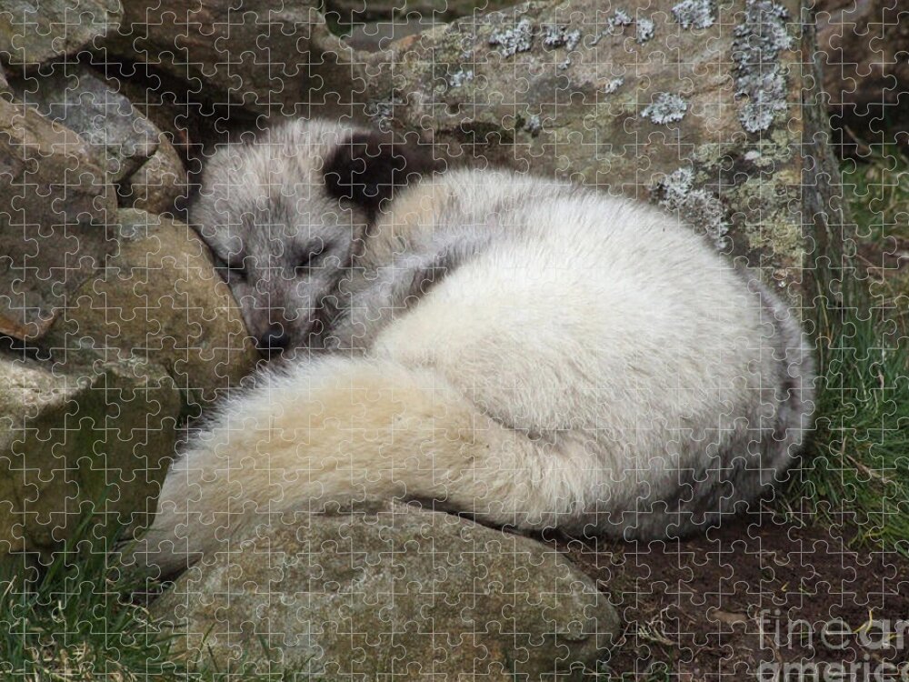 Arctic Jigsaw Puzzle featuring the photograph Sleeping Arctic Fox by Phil Banks