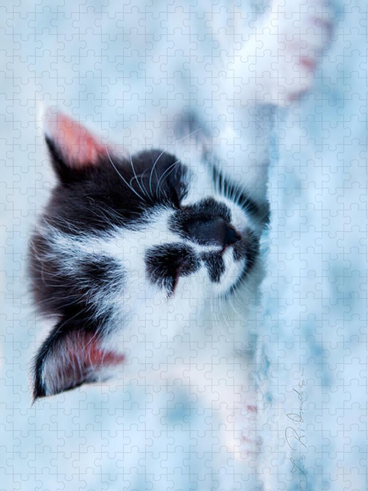 Bạn yêu thích mèo nhỏ đáng yêu? Hãy cùng chiêm ngưỡng một em mèo nhỏ đen trắng xinh xắn nằm trên chiếc giường xốp màu xanh lá viên trên ốp lưng Iphone case. Bạn sẽ được ngắm nhìn thật nhiều những bức ảnh đáng yêu của em ấy đấy!