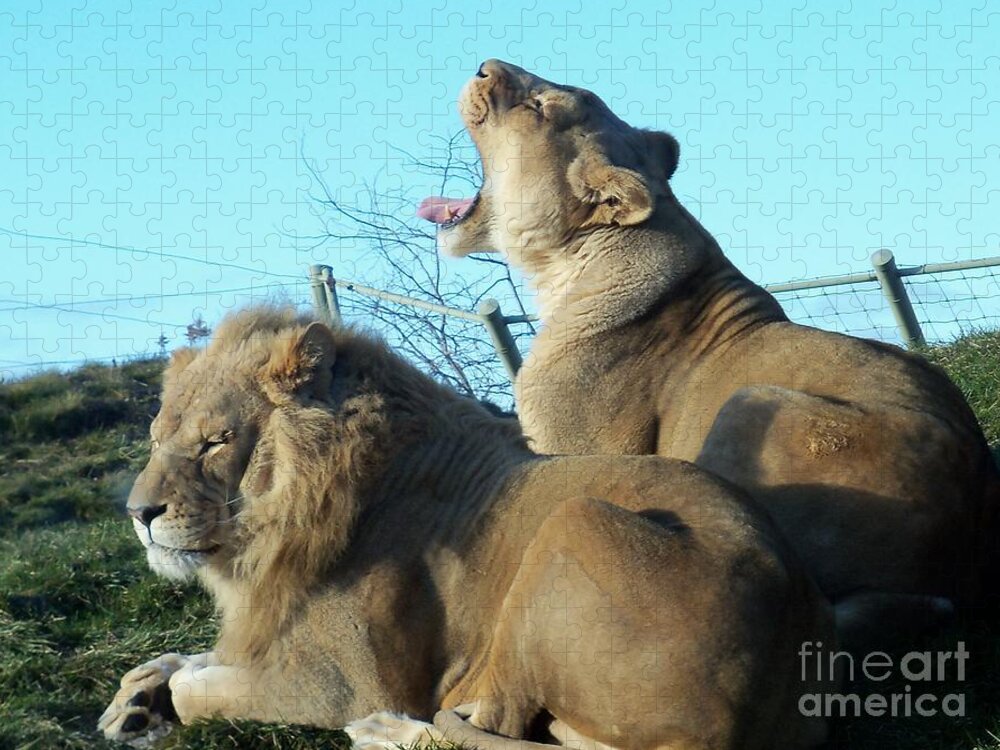 Wild Cats Jigsaw Puzzle featuring the photograph Sleepy Mighty Couple by Lingfai Leung