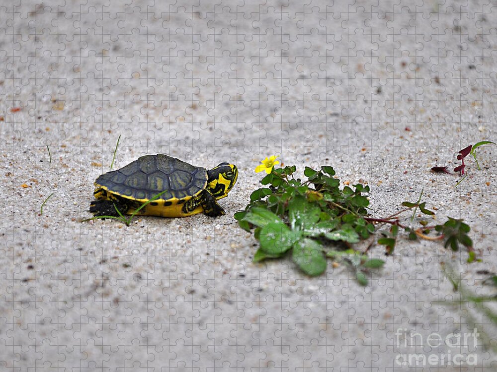 Turtle Jigsaw Puzzle featuring the photograph Slider and Sorrel in Sand by Al Powell Photography USA