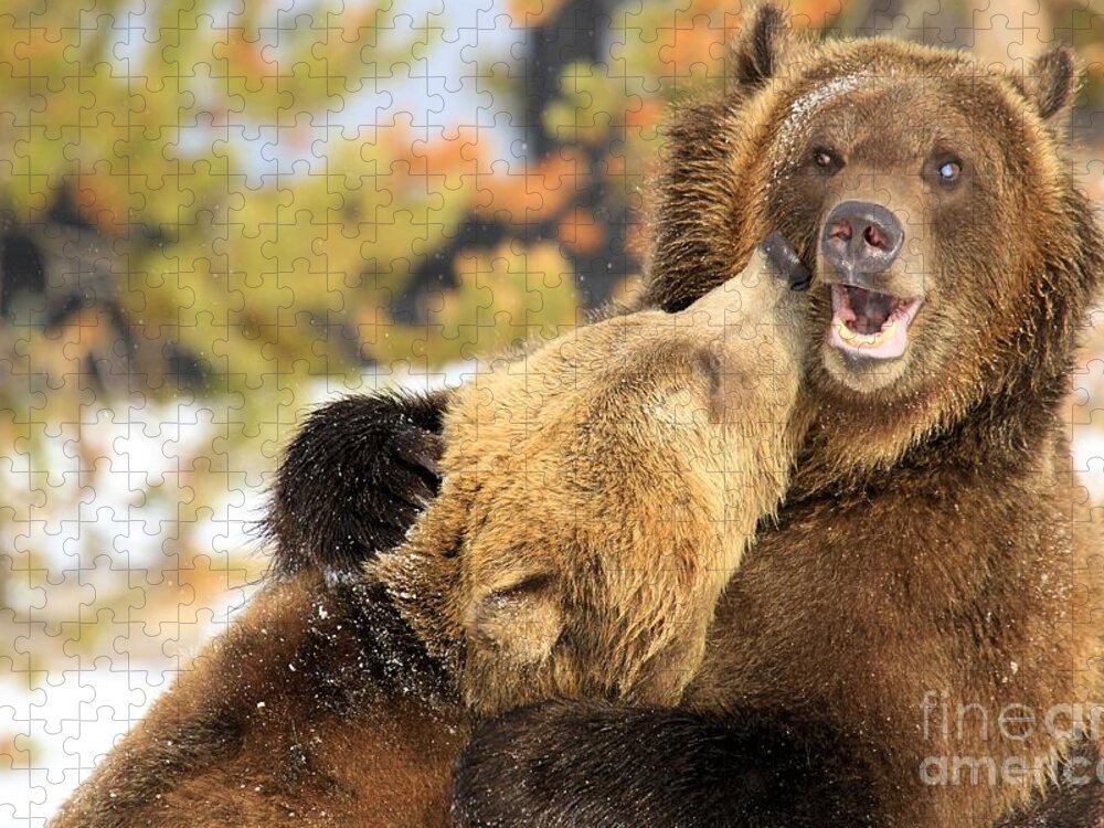 Grizzly Bear Jigsaw Puzzle featuring the photograph Smooch by Adam Jewell