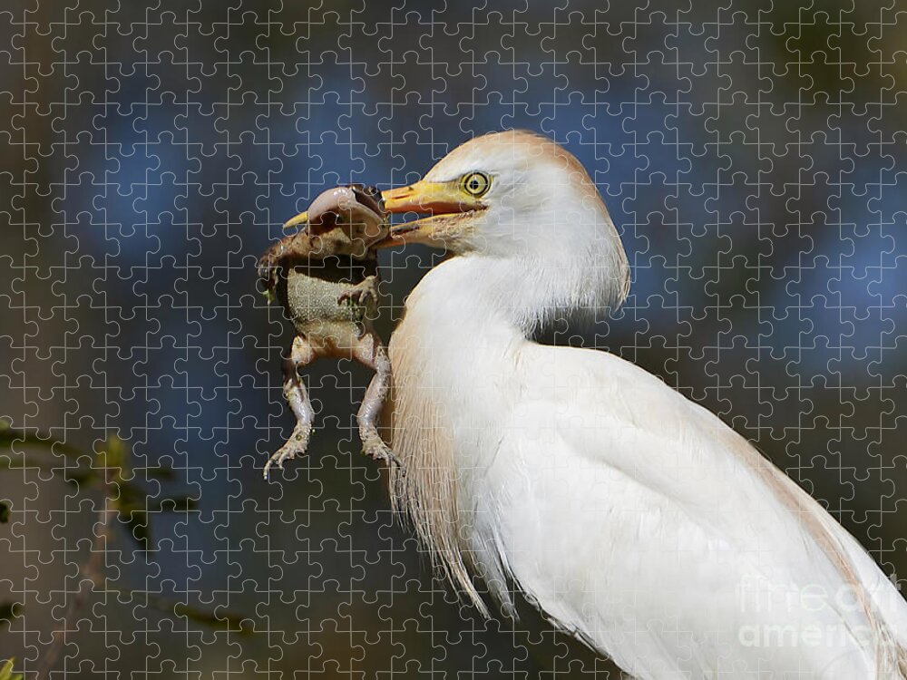 Egret Jigsaw Puzzle featuring the photograph Snagged by Kathy Baccari