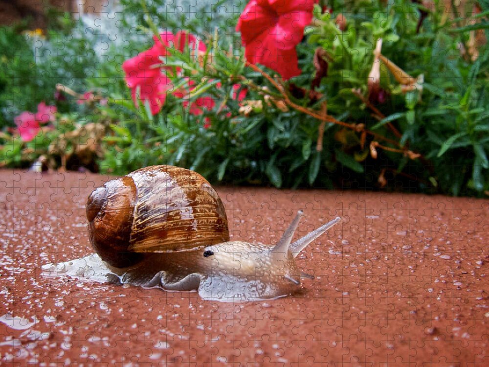 Rain Jigsaw Puzzle featuring the photograph Snail in Motion by Mary Lee Dereske