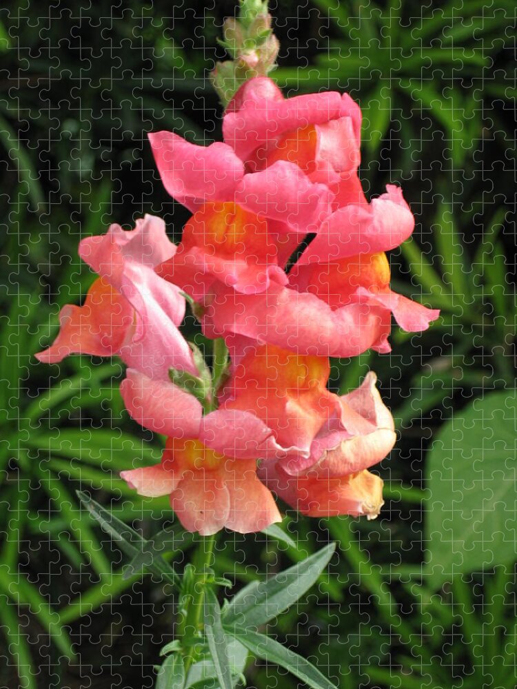 Cute Jigsaw Puzzle featuring the photograph Snapdragon by Ron Monsour