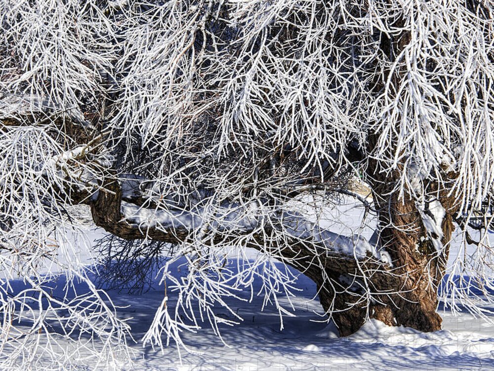 Winter Jigsaw Puzzle featuring the photograph Snow and Ice covered Tree by Randall Nyhof