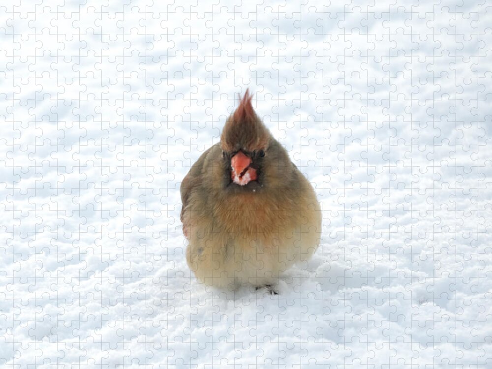Cardinal Jigsaw Puzzle featuring the photograph Snow Beard by Holden The Moment
