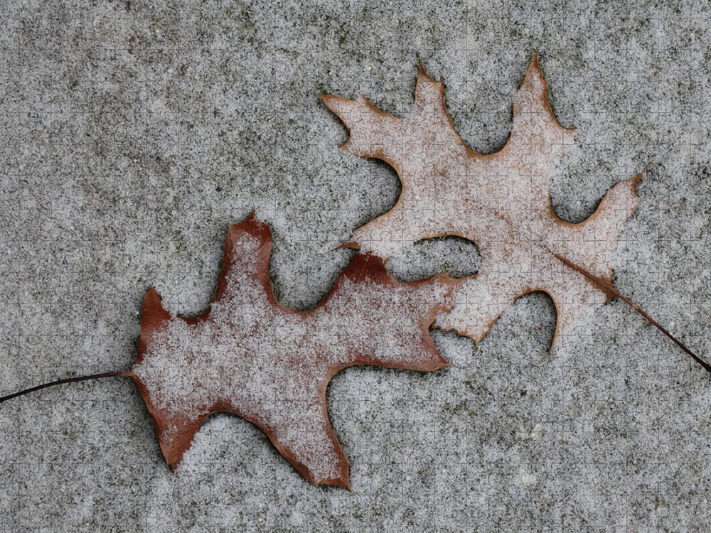 Two Jigsaw Puzzle featuring the photograph Snow Dusted Oak Leaves by David T Wilkinson