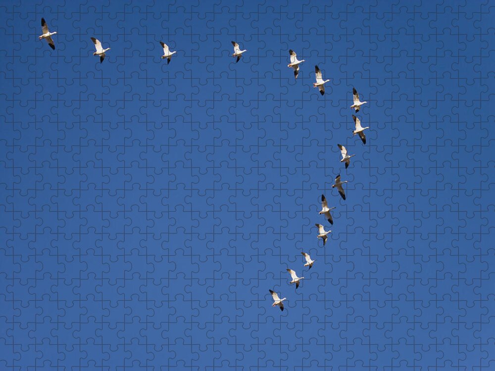 Feb0514 Jigsaw Puzzle featuring the photograph Snow Geese Flying In Formation Bosque by Tom Vezo