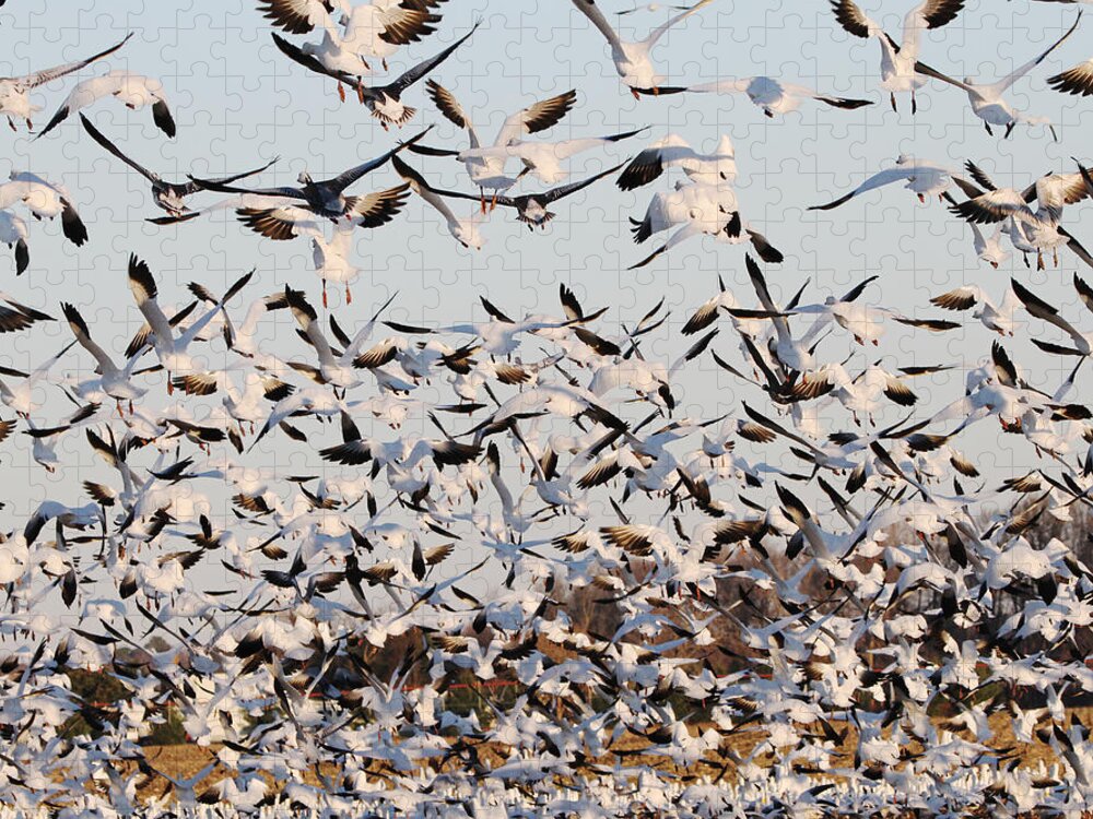 Snow Jigsaw Puzzle featuring the photograph Snow Geese Takeoff from farmers corn field. by Allan Levin