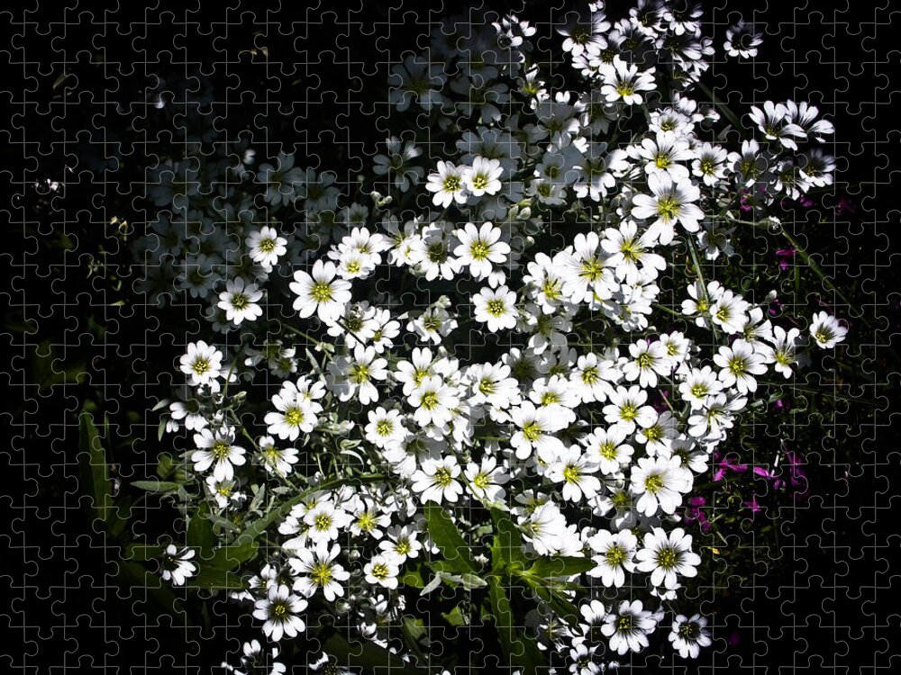 White Flowers Photographs Jigsaw Puzzle featuring the photograph Snow in Summer by Joann Copeland-Paul