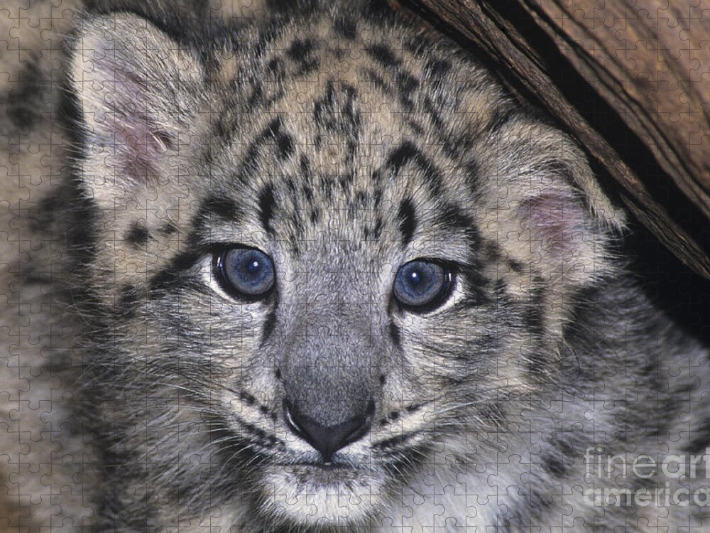 Asia Jigsaw Puzzle featuring the photograph Snow Leopard Cub ENDANGERED by Dave Welling