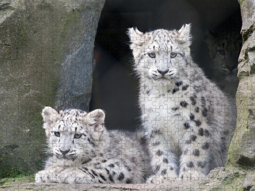 Animal Jigsaw Puzzle featuring the photograph Snow Leopard Cubs by Chris Boulton