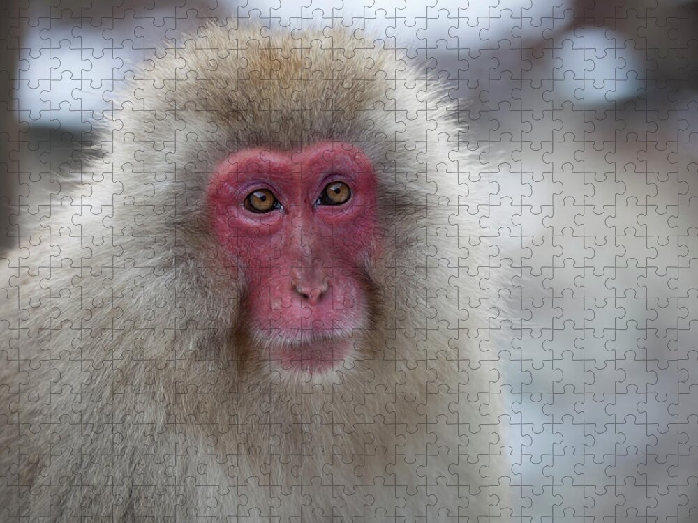 Animal Themes Jigsaw Puzzle featuring the photograph Snow Monkey by Kumikomini