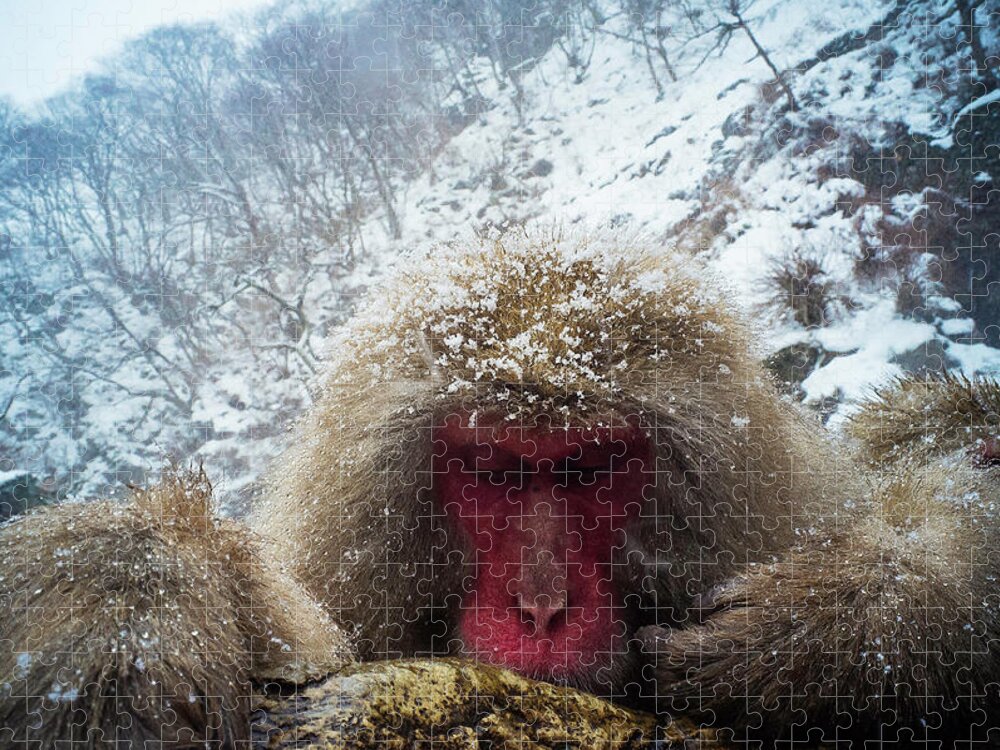 Animal Themes Jigsaw Puzzle featuring the photograph Snow Monkey by Moaan