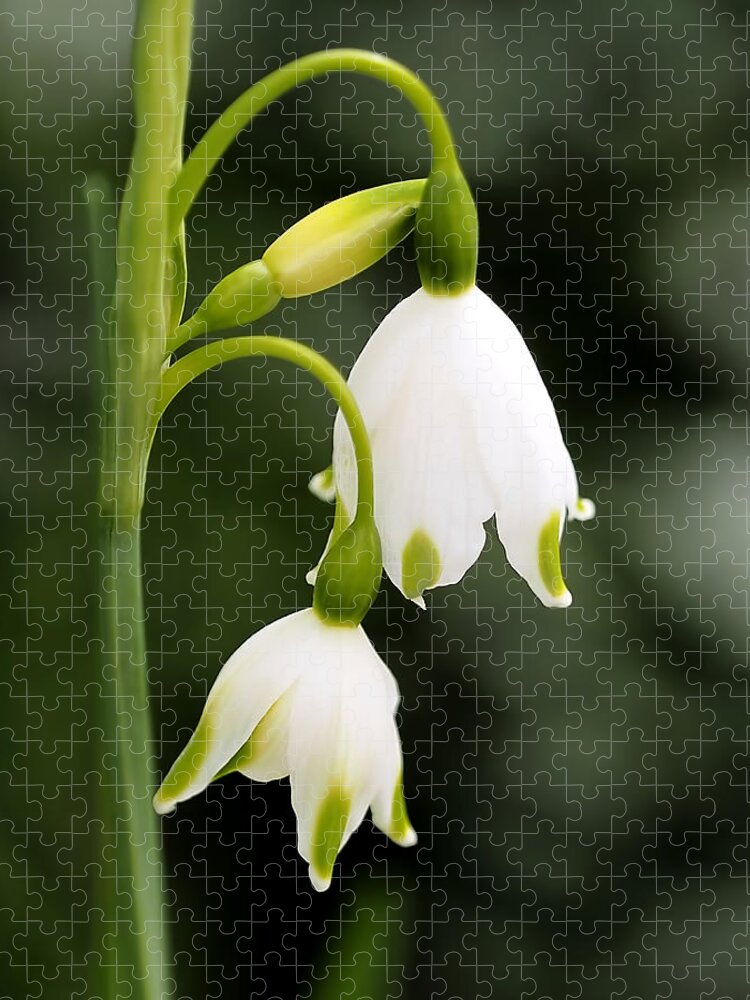 Snowbells Jigsaw Puzzle featuring the photograph Snowbells in Spring by Rona Black
