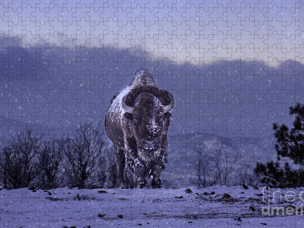 American Bison Jigsaw Puzzle featuring the photograph Snowflakes Falling on My Head by Kristal Kraft