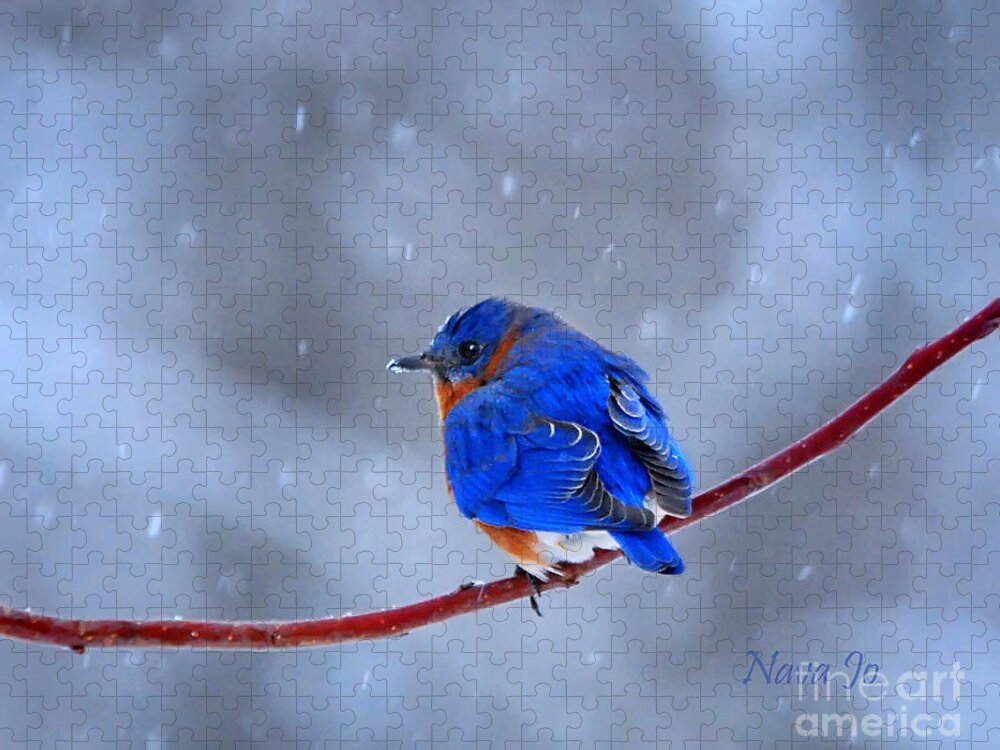 Nature Jigsaw Puzzle featuring the photograph Snowy Bluebird by Nava Thompson