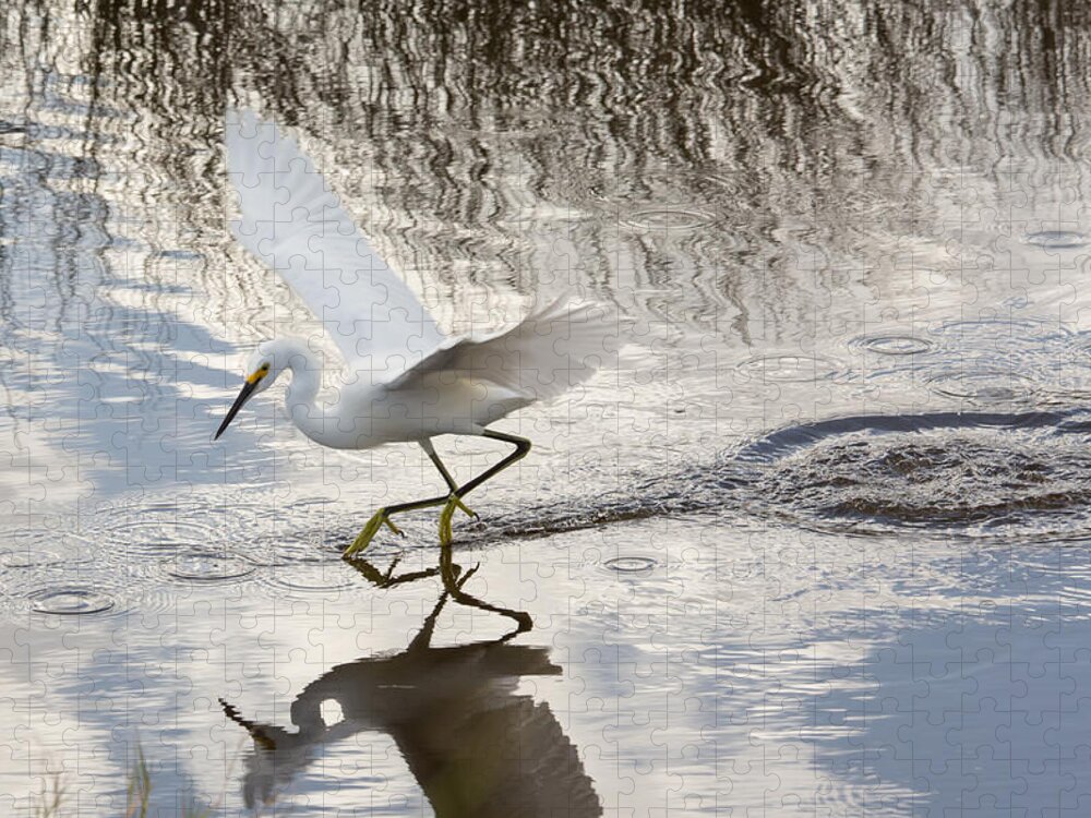 Nature Jigsaw Puzzle featuring the photograph Snowy Egret Gliding Across the Water by John M Bailey