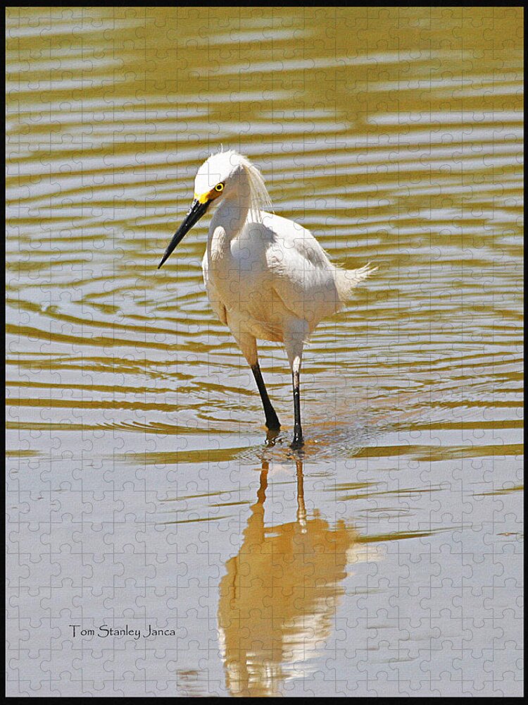 Snowy Egret Looking For Fish Jigsaw Puzzle featuring the photograph Snowy Egret Looking For Fish by Tom Janca