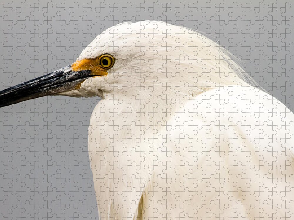 Snowy Egret Jigsaw Puzzle featuring the photograph Snowy Egret Profile by Ben Graham