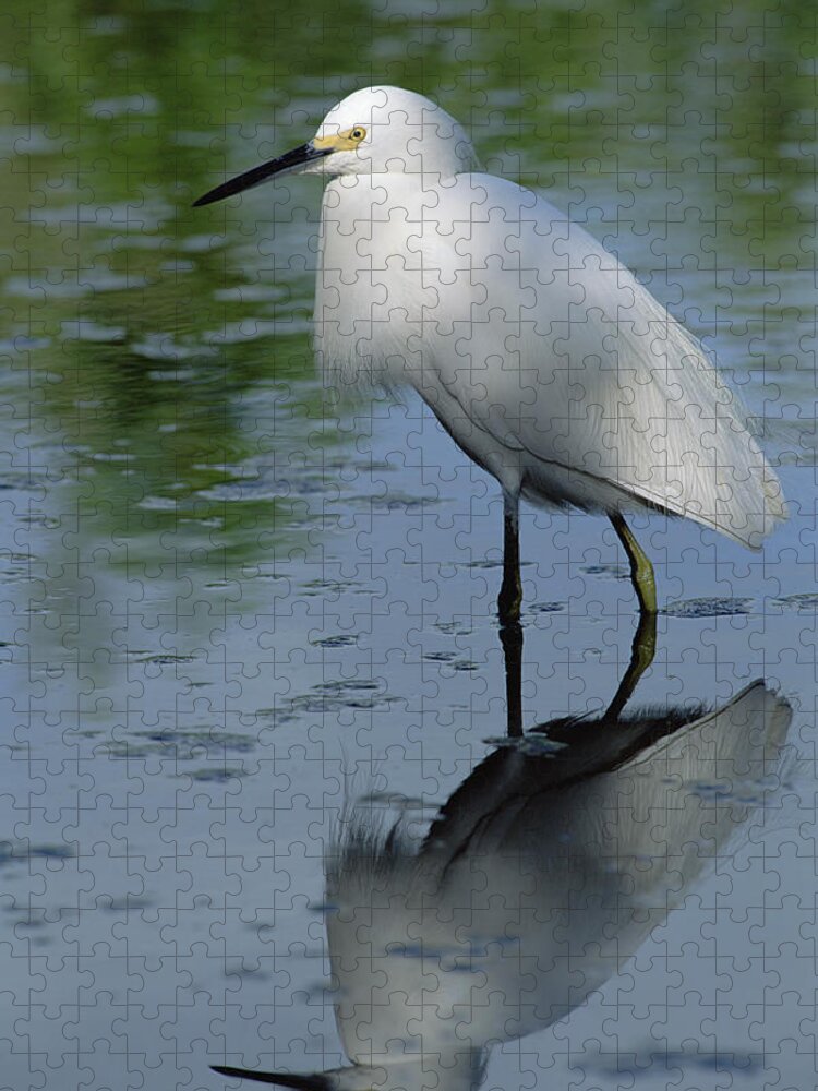 Feb0514 Jigsaw Puzzle featuring the photograph Snowy Egret Wading Florida Keys by Flip Nicklin