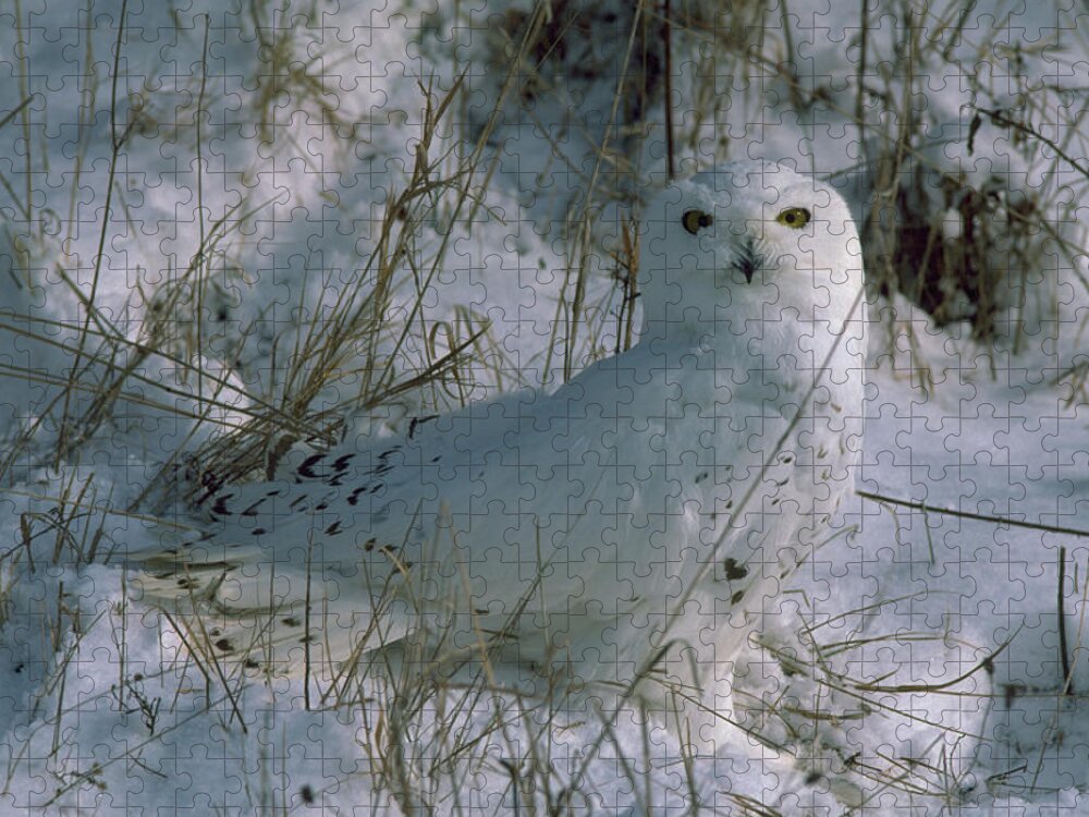 Snowy Owl Jigsaw Puzzle featuring the photograph Snowy Owl by E. R. Degginger