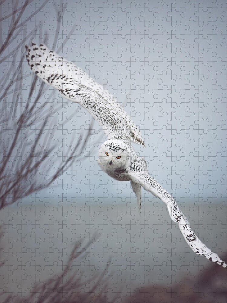 Wildlife Jigsaw Puzzle featuring the photograph Snowy Owl In Flight by Carrie Ann Grippo-Pike
