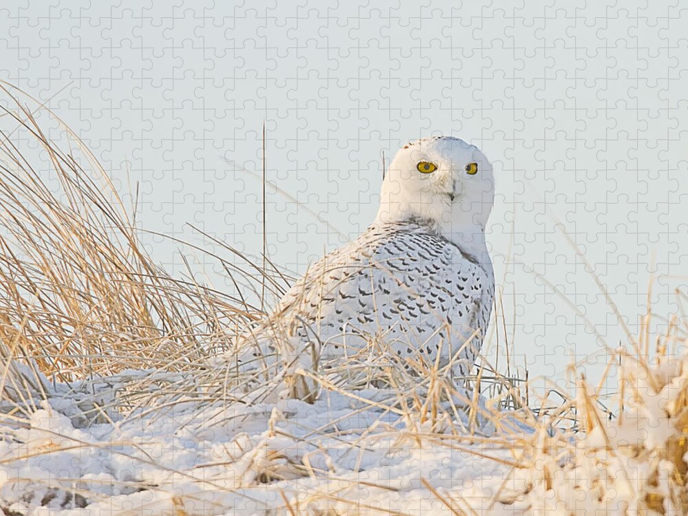 Snowy Owl Jigsaw Puzzle featuring the photograph Snowy Owl in the Snow Covered Dunes by John Vose