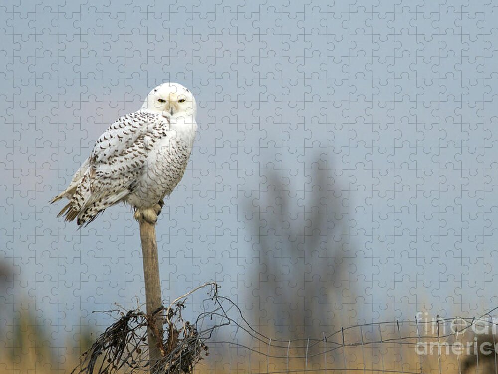 Snowy Owl Jigsaw Puzzle featuring the photograph Snowy Owl on Fence Post 2 by Sharon Talson