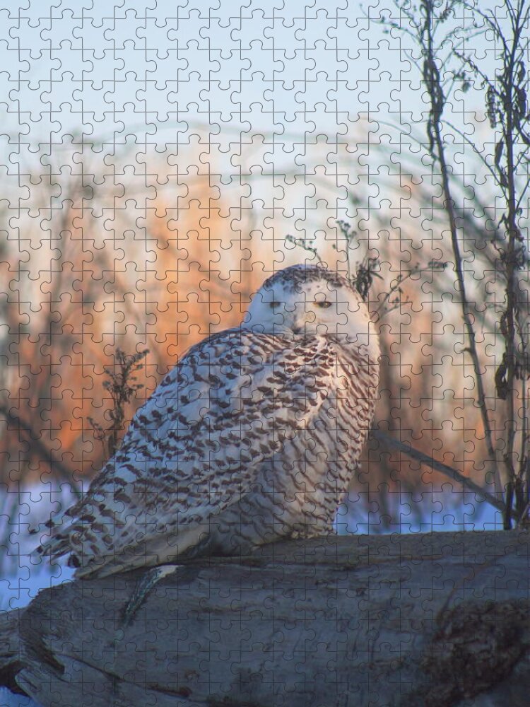 Wildlife Jigsaw Puzzle featuring the photograph Snowy Owl on Log by John Burk