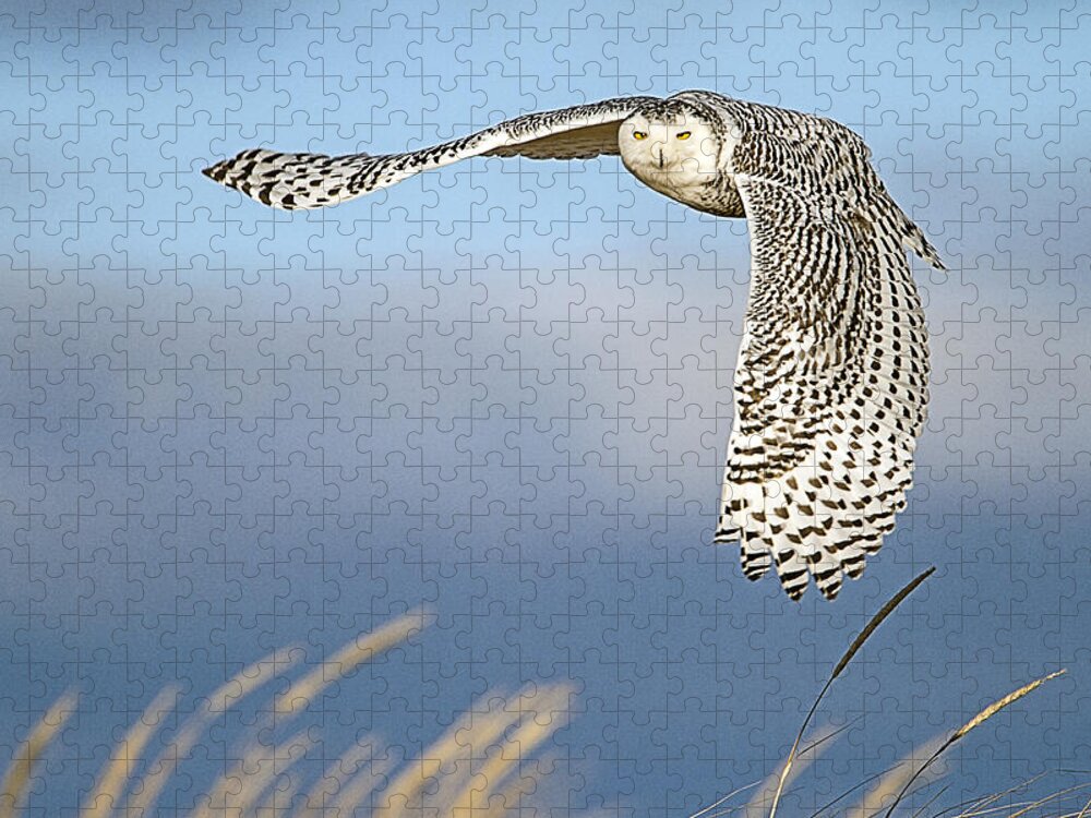 Snowy Owl Jigsaw Puzzle featuring the photograph Snowy Owl Over the Dunes by John Vose