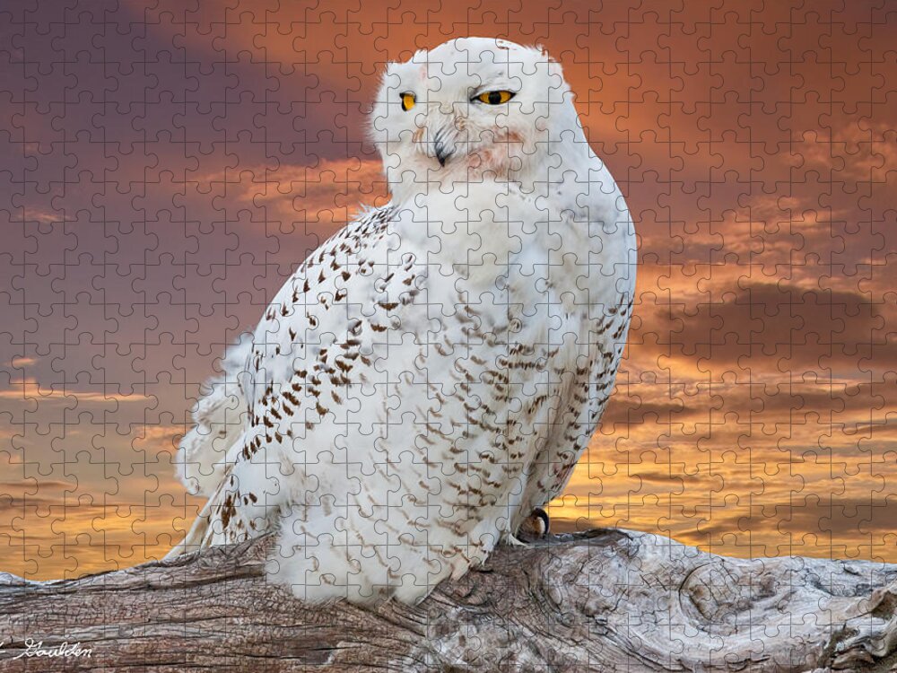 Animal Jigsaw Puzzle featuring the photograph Snowy Owl Perched at Sunset by Jeff Goulden