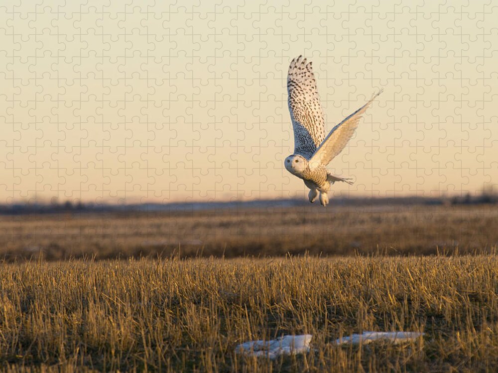Owl Jigsaw Puzzle featuring the photograph Snowy Owl Taking Flight by Bill Cubitt