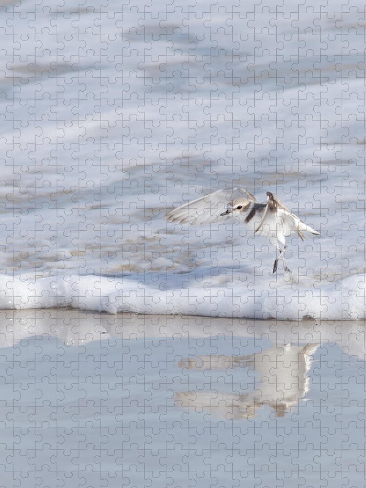Snowy Plover Wave Jumping Jigsaw Puzzle featuring the photograph Snowy Plover Wave Jumping by Debra Martz