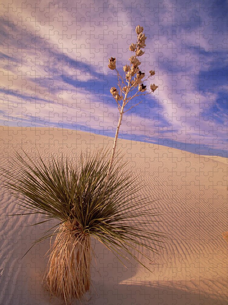 00341457 Puzzle featuring the photograph Soaptree Yucca On Dune by Yva Momatiuk and John Eastcott