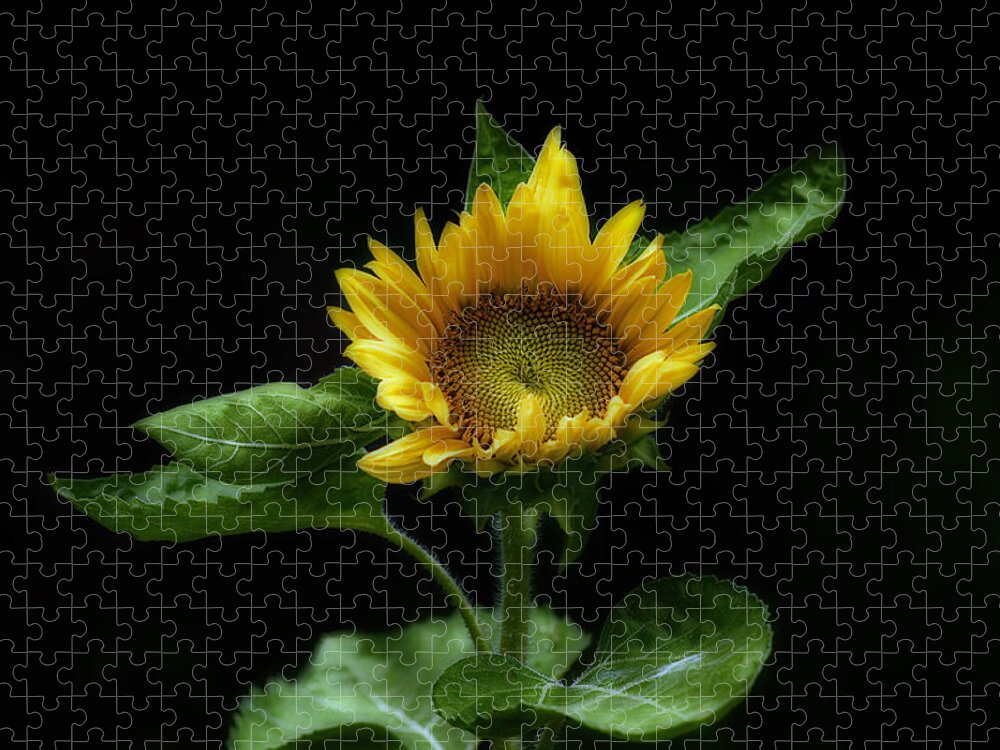 Sunflower Jigsaw Puzzle featuring the photograph Solitary Beauty by Liz Mackney