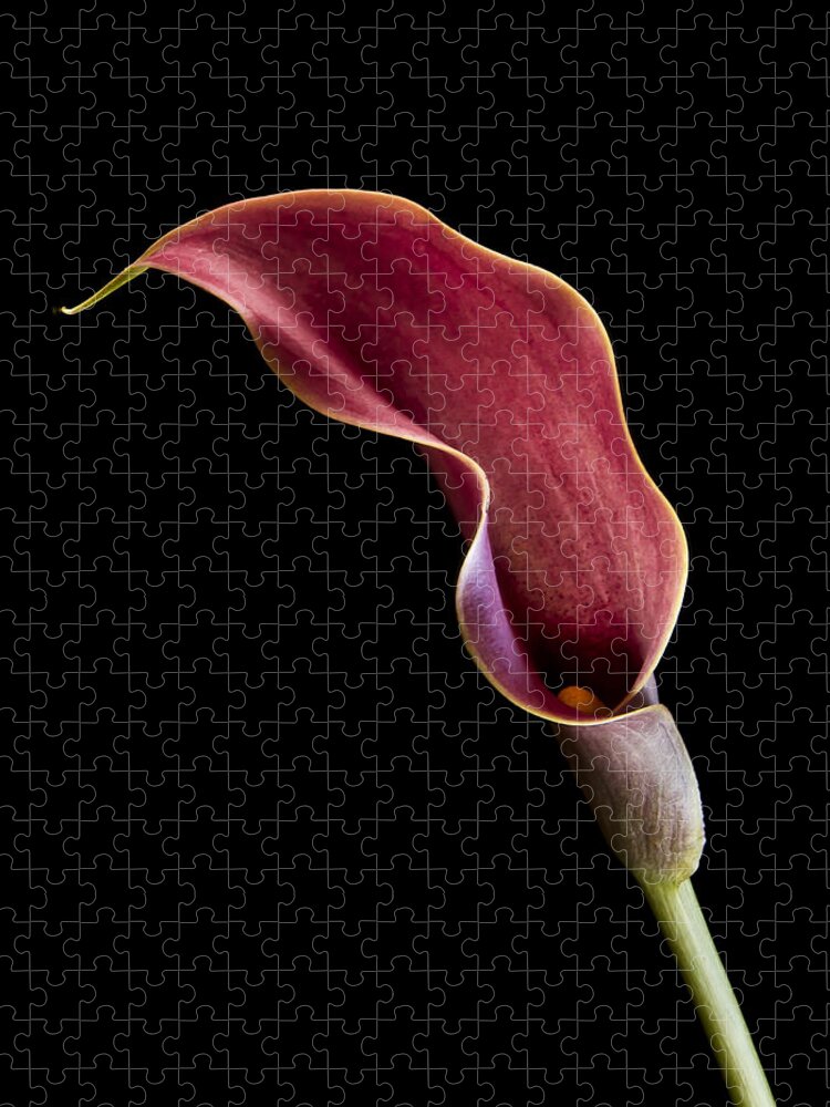 Flower Jigsaw Puzzle featuring the photograph Solitary Calla by Jean Noren