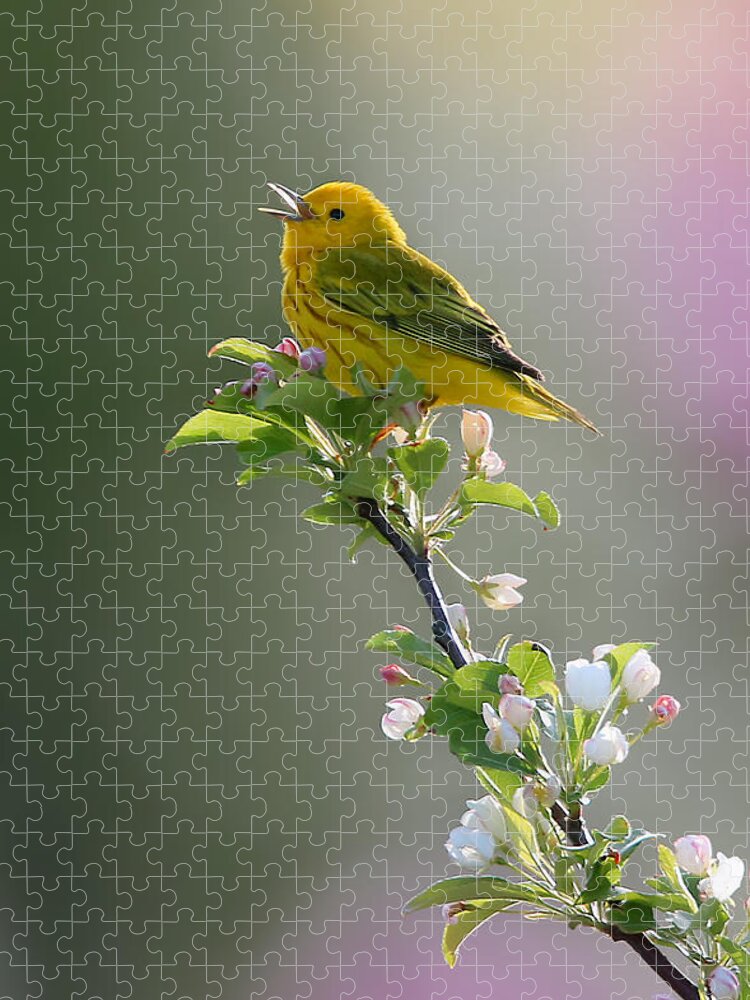 Yellow Warbler Jigsaw Puzzle featuring the photograph Song of Spring by Rob Blair