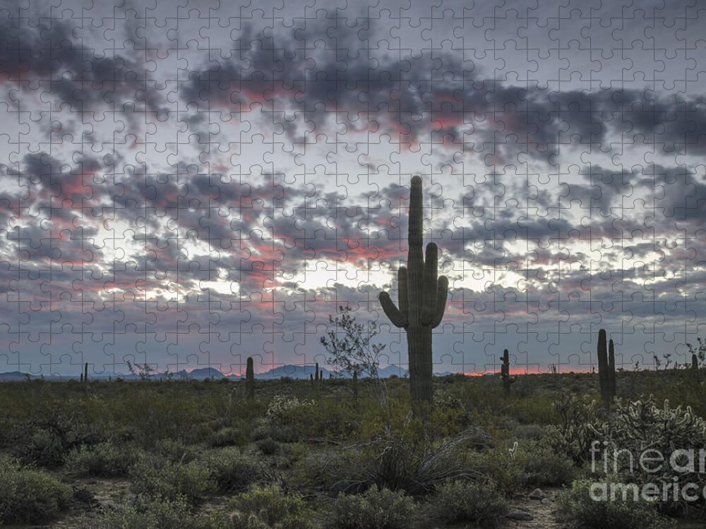 Saguaro Cactus Jigsaw Puzzle featuring the photograph Sonoran Desert Sunrise by Tamara Becker