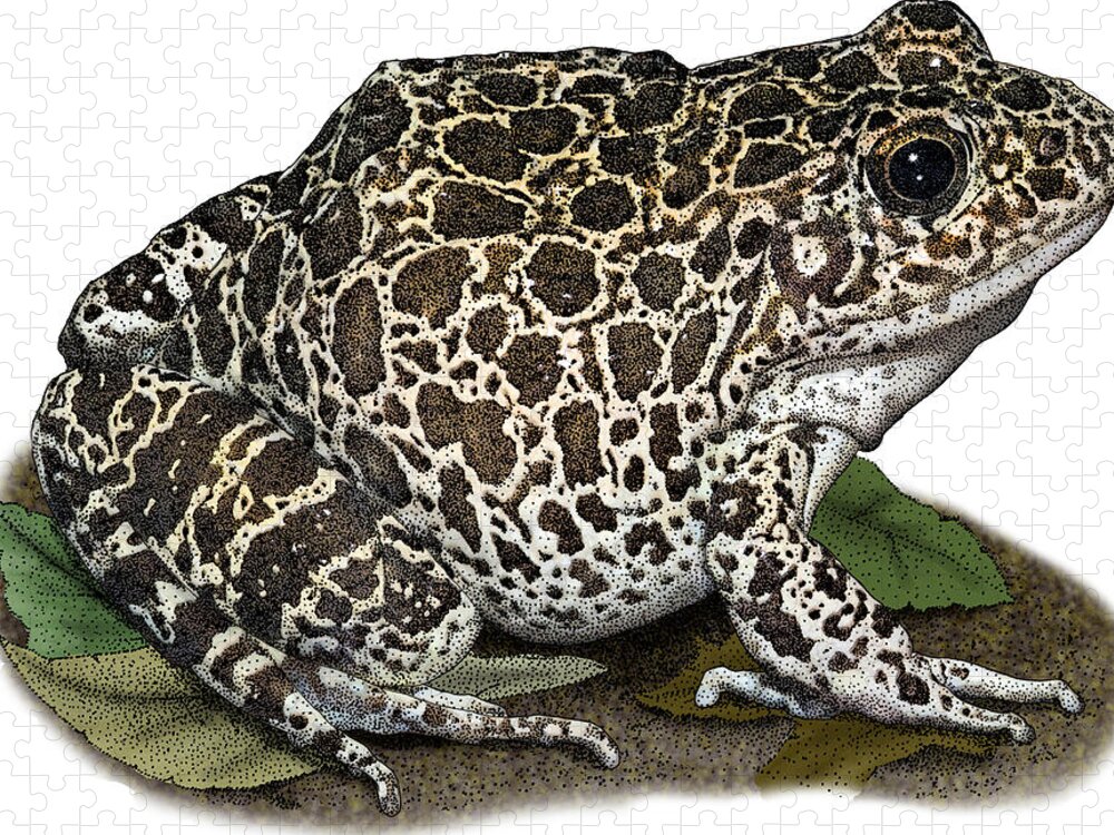 Southern Crawfish Frog Jigsaw Puzzle featuring the photograph Southern Crawfish Frog, Illustration by Roger Hall