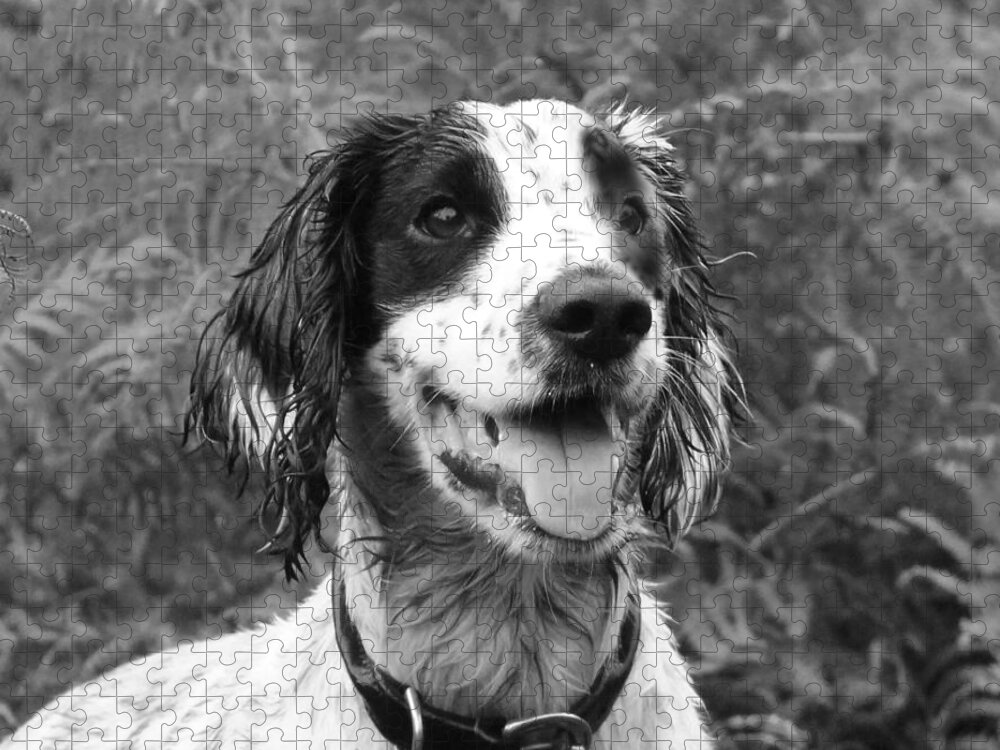 Dog Jigsaw Puzzle featuring the photograph Spaniel portrait in black and white by Tom Conway
