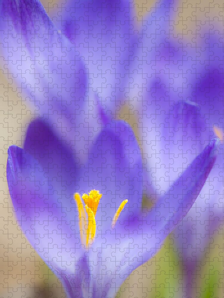 Crocus Jigsaw Puzzle featuring the photograph Spark Of Spring by Jean-Pierre Ducondi