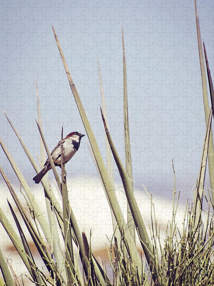 House Sparrow Jigsaw Puzzle featuring the photograph Sparrow on the Yucca by Heather Applegate
